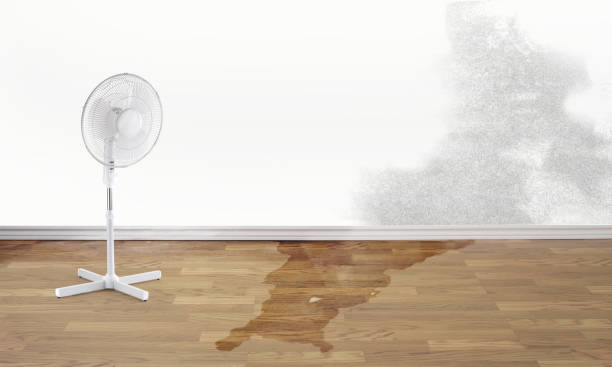 Best Mold removal after water damage  in Soda Springs, ID